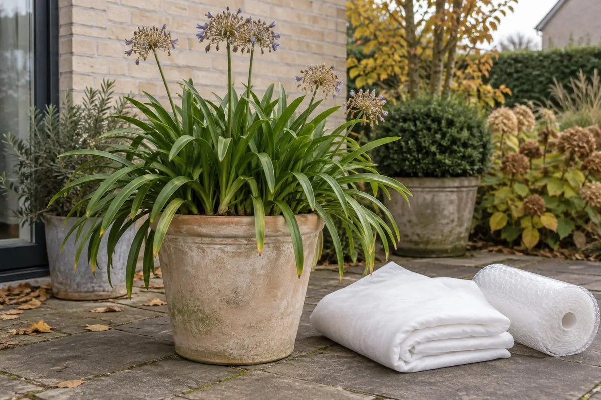 Agapanthus in een pot op een herfstterras met gevouwen vliesdoek en noppenfolie ernaast