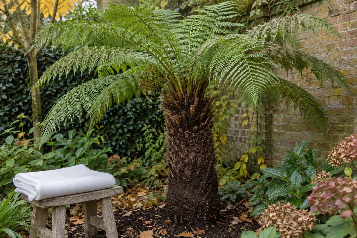 Boomvaren met een vezelige stam en groene varenbladeren in een beschutte herfsttuin, met gevouwen vliesdoek op een kruk.
