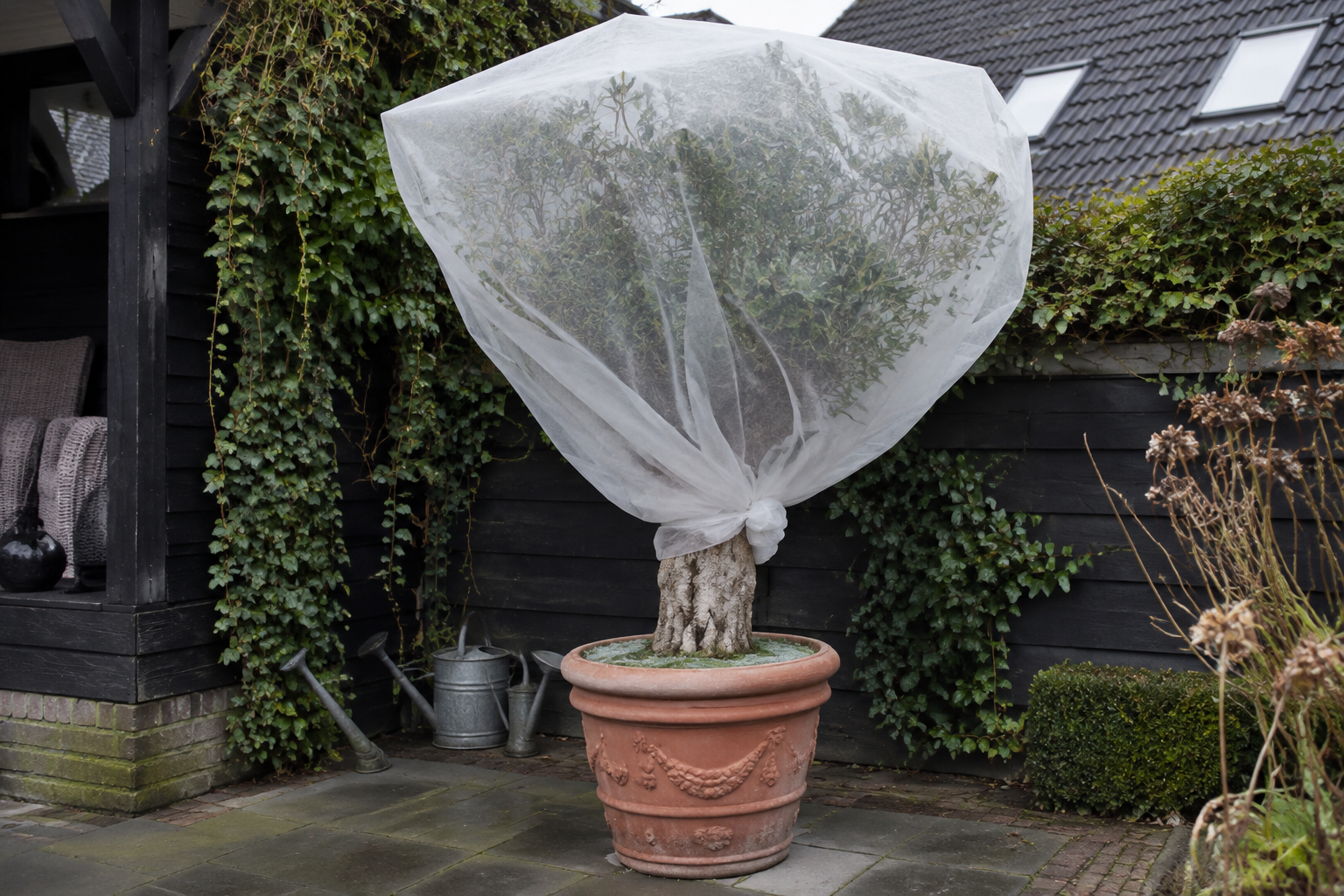 Olijfboom in pot met vliesdoek rond de kroon op een beschut terras