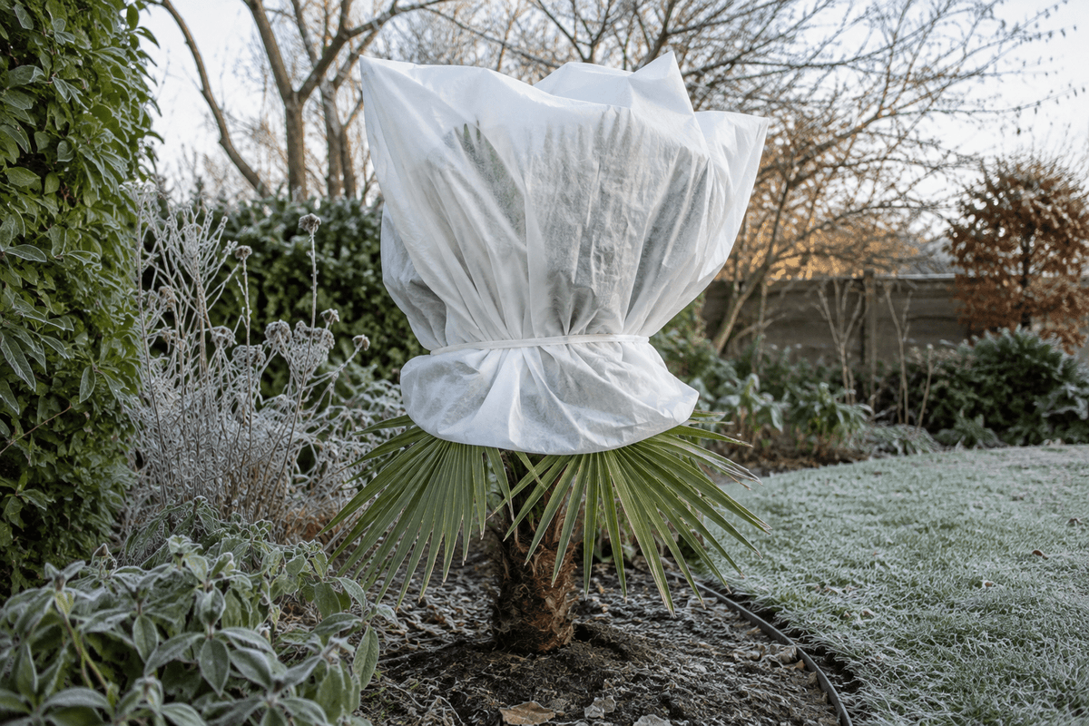 Palmboom met samengebonden bladeren en vliesdoek rond de kroon