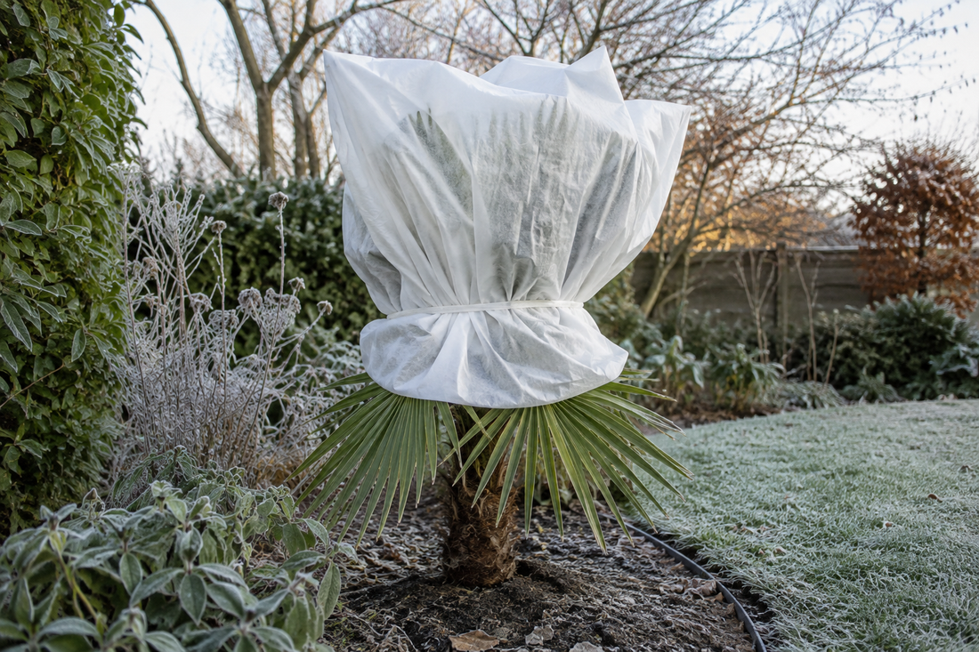 Palmboom met samengebonden bladeren en vliesdoek rond de kroon