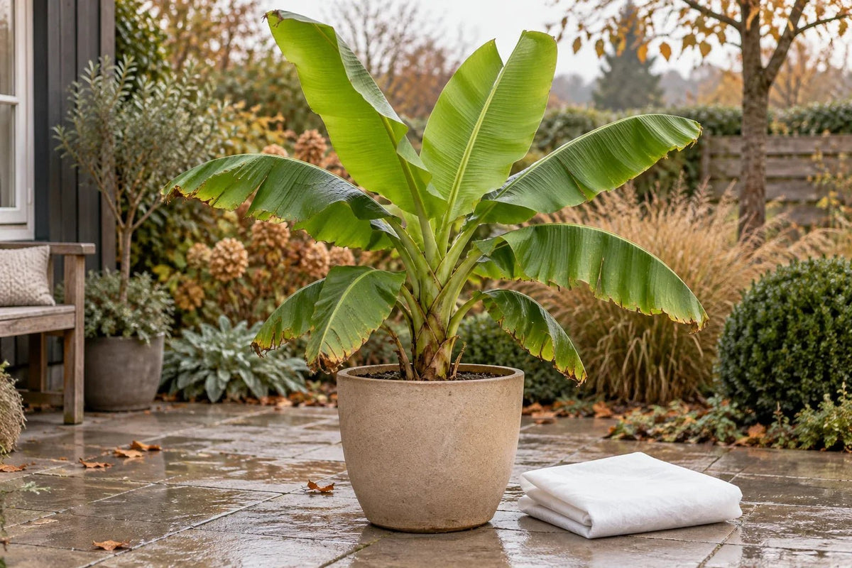 Bananenplant (Musa basjoo) in een beige pot op een herfstterras, opgevouwen wit vliesdoek ernaast