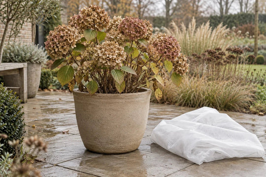 Boerenhortensia met gedroogde bloemschermen in een beige pot, wit vliesdoek ernaast op het herfstterras
