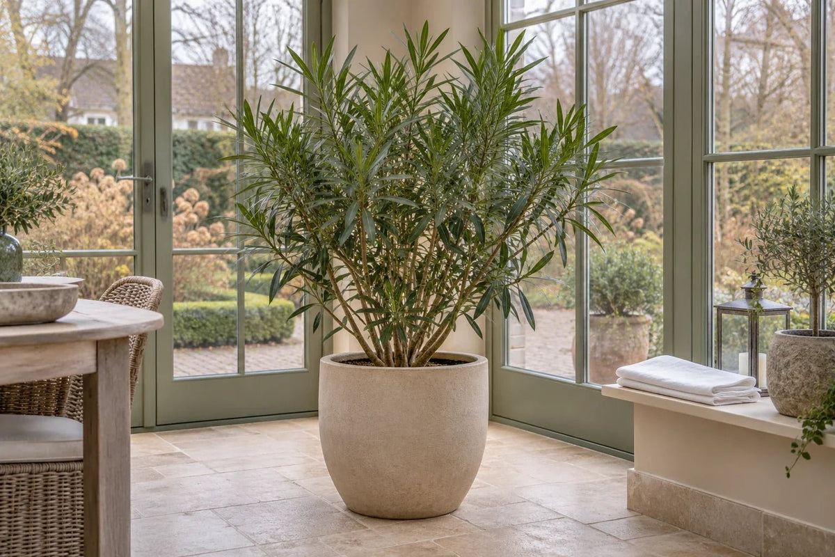 Oleander in een beige pot in een lichte, koele serre – oleander overwinteren