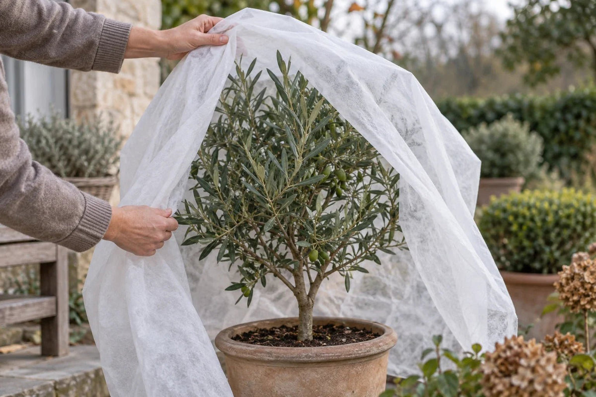 Olijfboom in pot wordt ingepakt met los wit vliesdoek 30 g/m² rond de kroon – winterbescherming tegen vorst