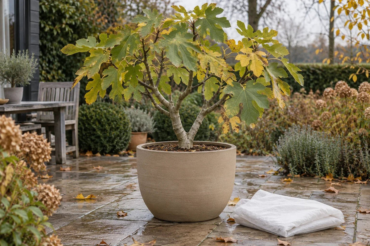 Vijgenboom met herfstblad in een beige pot op het terras, wit vliesdoek 30 g/m² ernaast om in te pakken