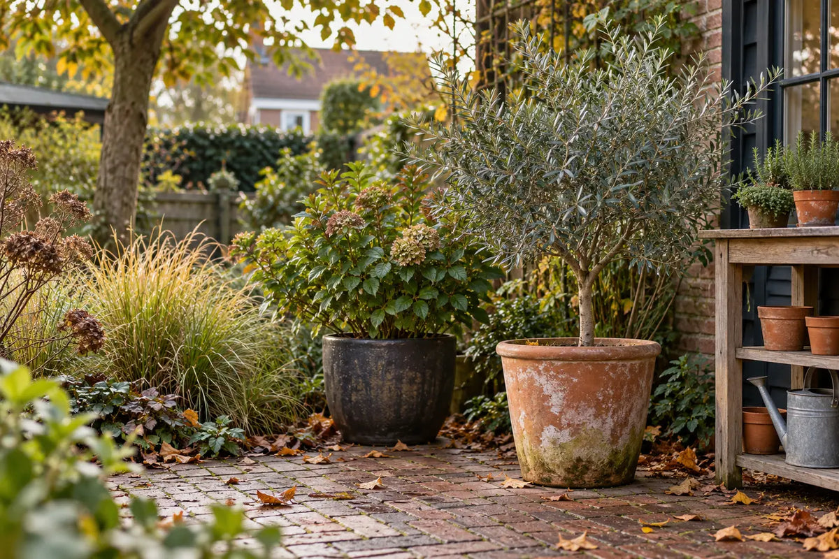 AI-sfeerbeeld van een herfsttuin met olijfboom en potplanten.