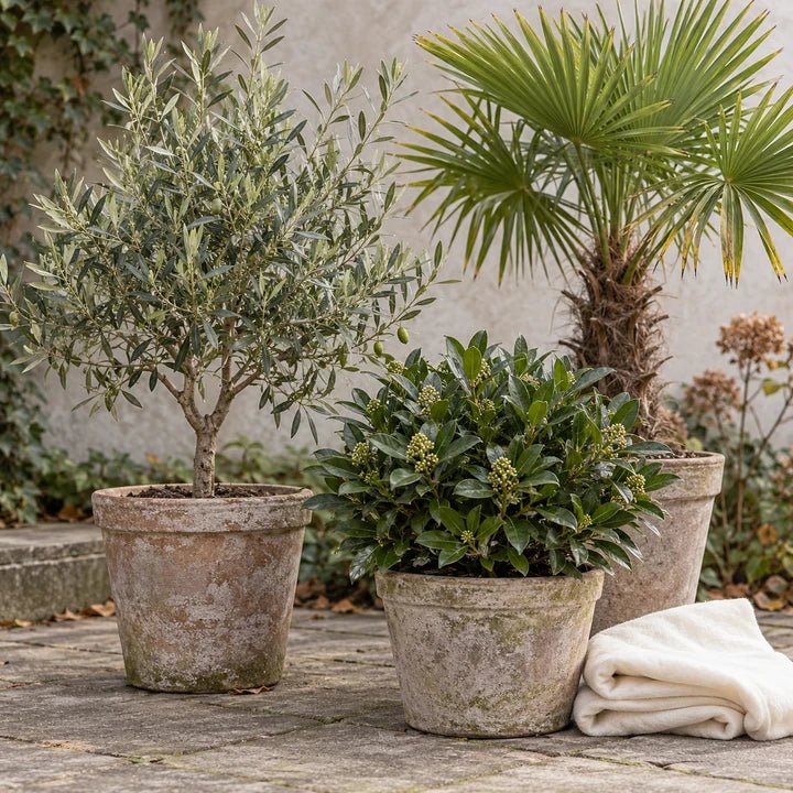 Diverse potplanten op een terras: olijfboom, palmboom en groene struik