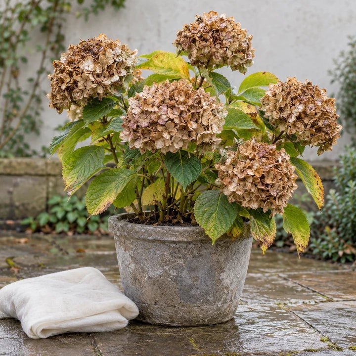 Hortensia in pot met gedroogde bloemschermen en wit vliesdoek ernaast