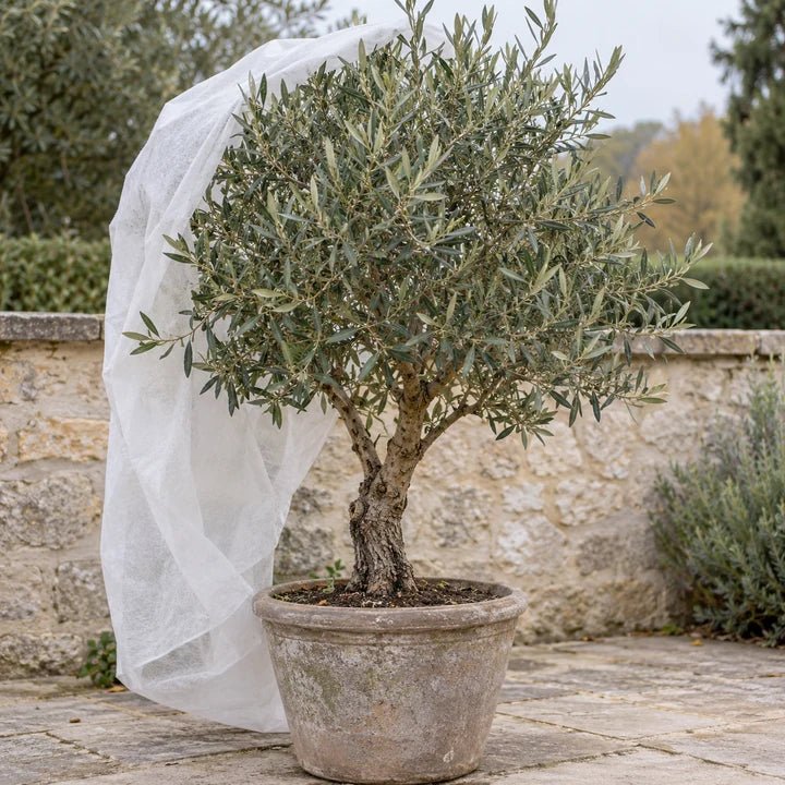 Olijfboom in een pot met los wit vliesdoek naast de kroon
