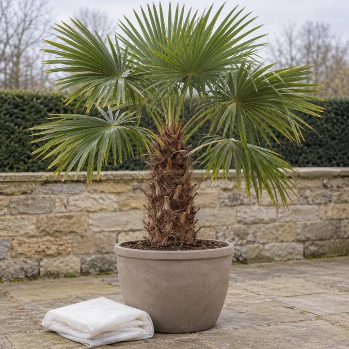Palmboom met waaierbladeren in een pot op een rustig terras